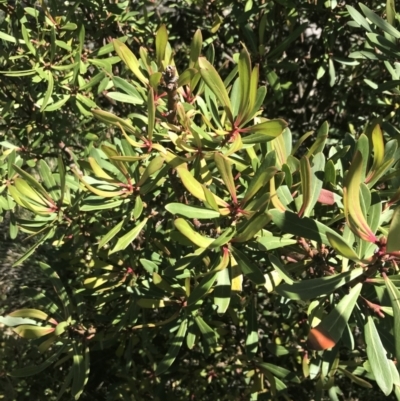 Tasmannia xerophila subsp. xerophila (Alpine Pepperbush) at Namadgi National Park - 28 Dec 2021 by Tapirlord