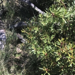 Tasmannia xerophila subsp. xerophila at Cotter River, ACT - 28 Dec 2021