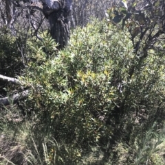 Tasmannia xerophila subsp. xerophila at Cotter River, ACT - 28 Dec 2021