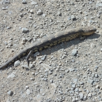 Tiliqua nigrolutea (Blotched Blue-tongue) at Long Plain, NSW - 5 Jan 2022 by GirtsO