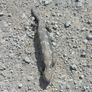 Tiliqua nigrolutea at Long Plain, NSW - 5 Jan 2022