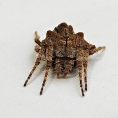 Socca pustulosa (Knobbled Orbweaver) at Crooked Corner, NSW - 5 Jan 2022 by Milly