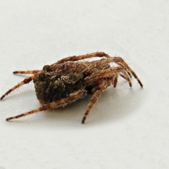 Socca pustulosa at Crooked Corner, NSW - 5 Jan 2022 11:50 AM