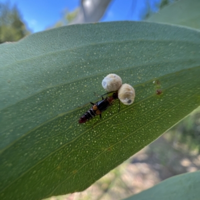 Carphurus sp. (genus) (Soft-winged flower beetle) at Murrumbateman, NSW - 2 Jan 2022 by SimoneC