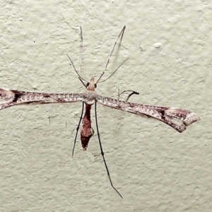 Sinpunctiptilia emissalis at Crooked Corner, NSW - 3 Jan 2022