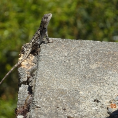 Amphibolurus muricatus (Jacky Lizard) at Kosciuszko National Park - 5 Jan 2022 by GirtsO