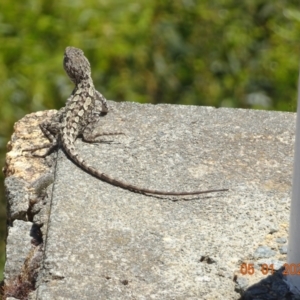 Amphibolurus muricatus at Yaouk, NSW - 5 Jan 2022