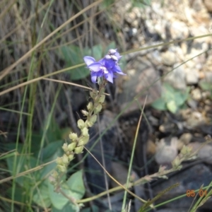 Veronica perfoliata at Kosciuszko National Park, NSW - 5 Jan 2022 12:17 PM