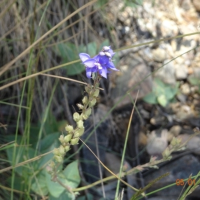 Veronica perfoliata (Digger's Speedwell) at Kosciuszko National Park, NSW - 5 Jan 2022 by GirtsO