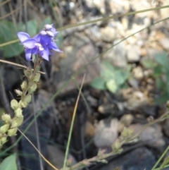 Veronica perfoliata at Kosciuszko National Park, NSW - 5 Jan 2022 12:17 PM