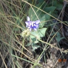 Veronica perfoliata at Kosciuszko National Park, NSW - 5 Jan 2022