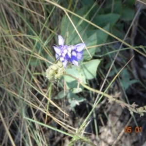 Veronica perfoliata at Kosciuszko National Park, NSW - 5 Jan 2022 12:17 PM