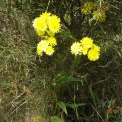 Crepis capillaris (Smooth Hawksbeard) at Kosciuszko National Park - 5 Jan 2022 by GirtsO