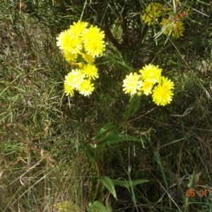 Crepis capillaris at Tantangara, NSW - 5 Jan 2022 01:20 PM