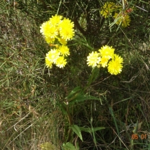 Crepis capillaris at Tantangara, NSW - 5 Jan 2022