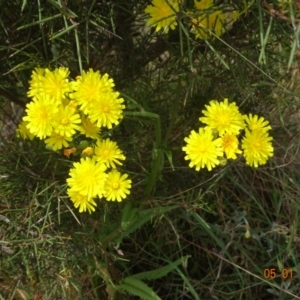 Crepis capillaris at Tantangara, NSW - 5 Jan 2022 01:20 PM