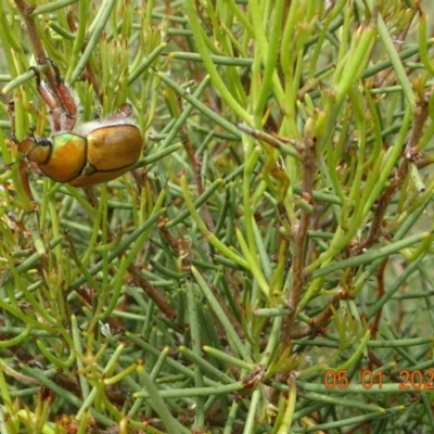 Anoplognathus sp. (genus) (Unidentified Christmas beetle) at Tantangara, NSW - 5 Jan 2022 by GirtsO