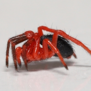 Nicodamidae (family) at Evatt, ACT - 4 Jan 2022 04:35 PM