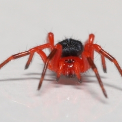 Nicodamidae (family) at Evatt, ACT - 4 Jan 2022 04:35 PM