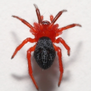 Nicodamidae (family) at Evatt, ACT - 4 Jan 2022 04:35 PM