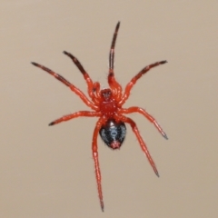 Nicodamidae (family) at Evatt, ACT - 4 Jan 2022 04:35 PM