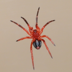 Nicodamidae (family) at Evatt, ACT - 4 Jan 2022