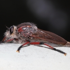 Neoaratus hercules (Herculean Robber Fly) at Acton, ACT - 5 Jan 2022 by TimL