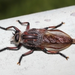 Neoaratus hercules at Acton, ACT - 5 Jan 2022 10:06 AM