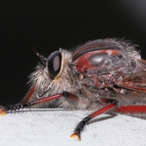 Neoaratus hercules at Acton, ACT - 5 Jan 2022 10:06 AM