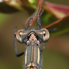 Austrolestes leda (Wandering Ringtail) at Evatt, ACT - 2 Jan 2022 by TimL