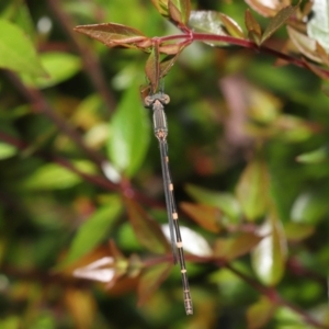 Austrolestes leda at Evatt, ACT - 2 Jan 2022 03:37 PM