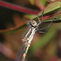 Austrolestes leda at Evatt, ACT - 2 Jan 2022 03:37 PM