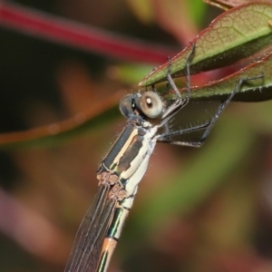 Austrolestes leda at Evatt, ACT - 2 Jan 2022