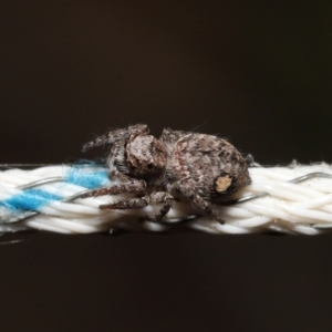 Servaea villosa at Acton, ACT - 31 Dec 2021