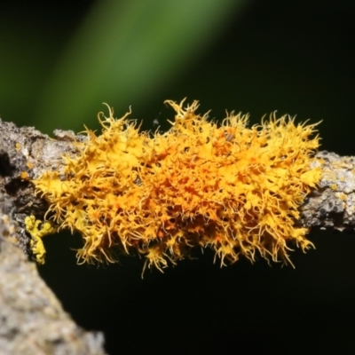 Teloschistes sp. (A lichen) at Acton, ACT - 5 Jan 2022 by TimL