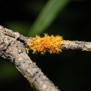 Teloschistes sp. at Acton, ACT - 5 Jan 2022