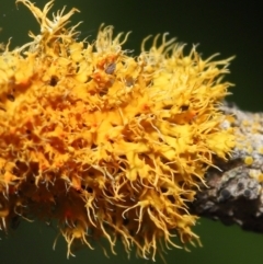 Teloschistes sp. at Acton, ACT - 5 Jan 2022