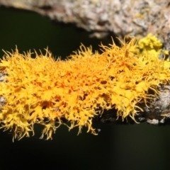 Teloschistes sp. (genus) at Acton, ACT - 5 Jan 2022