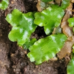 Riccia sp. (genus) at Katoomba, NSW - 6 Jan 2022 by trevorpreston