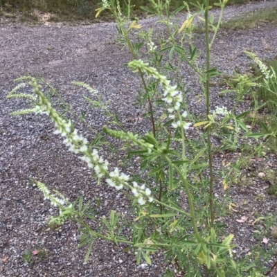 Melilotus albus (Bokhara) at Carwoola, NSW - 5 Jan 2022 by Moosemcf