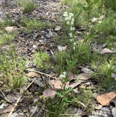 Melilotus albus (Bokhara Clover) at Carwoola, NSW - 9 Nov 2021 by Moosemcf