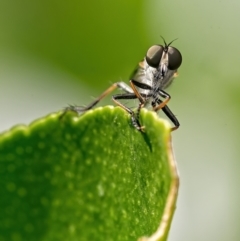 Cerdistus sp. (genus) (Slender Robber Fly) at Weston, ACT - 3 Jan 2022 by Kenp12