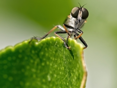 Cerdistus sp. (genus) (Slender Robber Fly) at Weston, ACT - 4 Jan 2022 by Kenp12