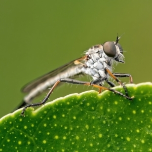 Cerdistus sp. (genus) at Weston, ACT - 4 Jan 2022