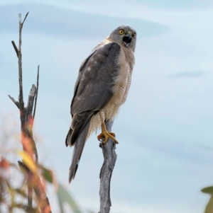 Tachyspiza fasciata at Denman Prospect, ACT - suppressed