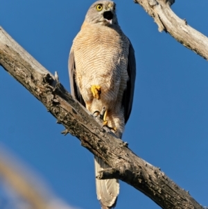 Tachyspiza fasciata at Denman Prospect, ACT - suppressed