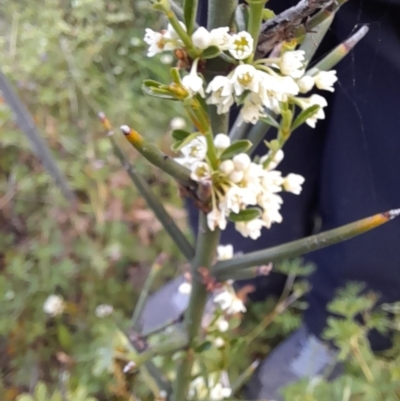 Discaria pubescens (Australian Anchor Plant) at Booth, ACT - 28 Nov 2021 by VanceLawrence