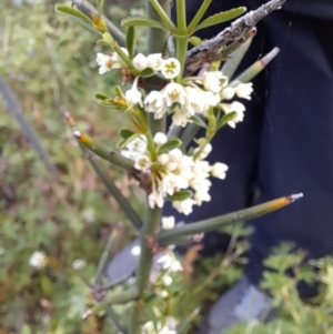 Discaria pubescens at Booth, ACT - 28 Nov 2021