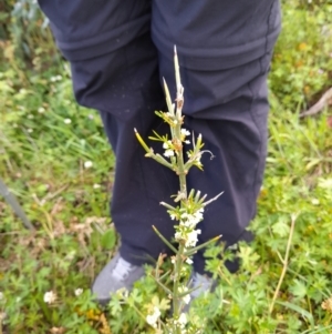 Discaria pubescens at Booth, ACT - 28 Nov 2021