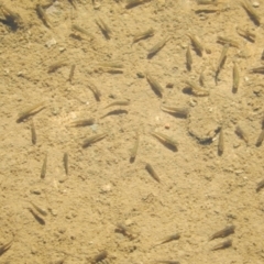 Gambusia holbrooki (Gambusia, Plague minnow, Mosquito fish) at Ngunnawal, ACT - 12 Apr 2020 by Birdy